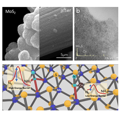 Subtle modification of atomic composition in two-dimensional substrate results in dramatic leap in electrochemically catalytic activity for converting nitrogen gas to ammonia: Cobalt substitute Molybdenum in 2D MoS2 turns it from inert to highly active for electrochemical ammonia synthesis.