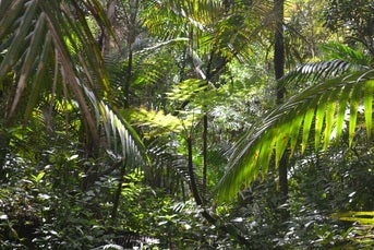 Tropical rainforest, Puerto Rico