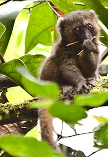 Lemur in bamboo
