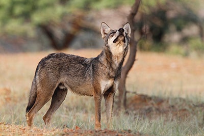 Image of Wolf, the Grasslands Trust